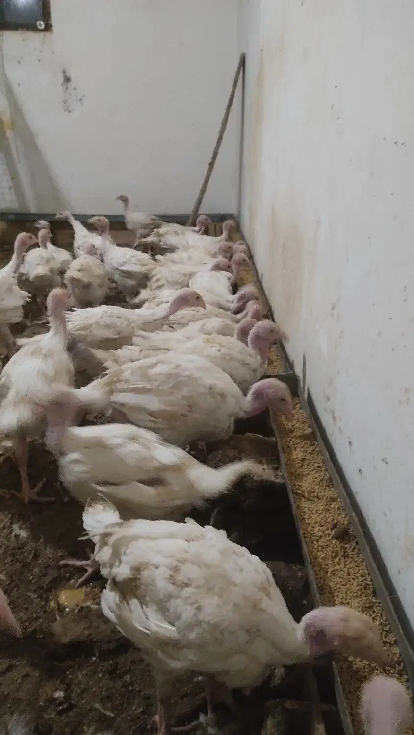 فروش جوجه بوقلمون گوشتی بیوتیک 6|حیوانات مزرعه|بیرجند, |دیوار