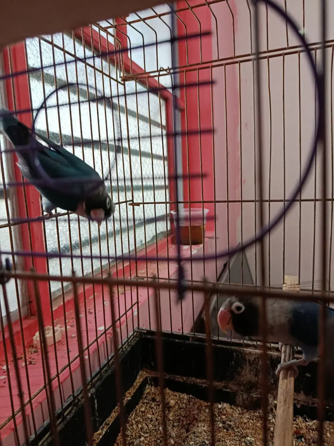 جفت طوطی برزیلی مولد ۲ملیون|پرنده|جیرفت, |دیوار