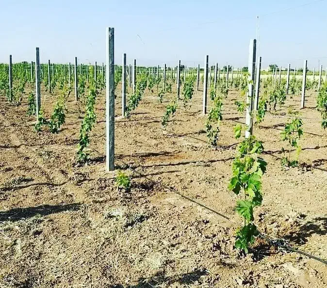 نهال انگور با احداث باغ انگور  رقم تجاری .|خدمات باغبانی و درختکاری|سلماس, |دیوار