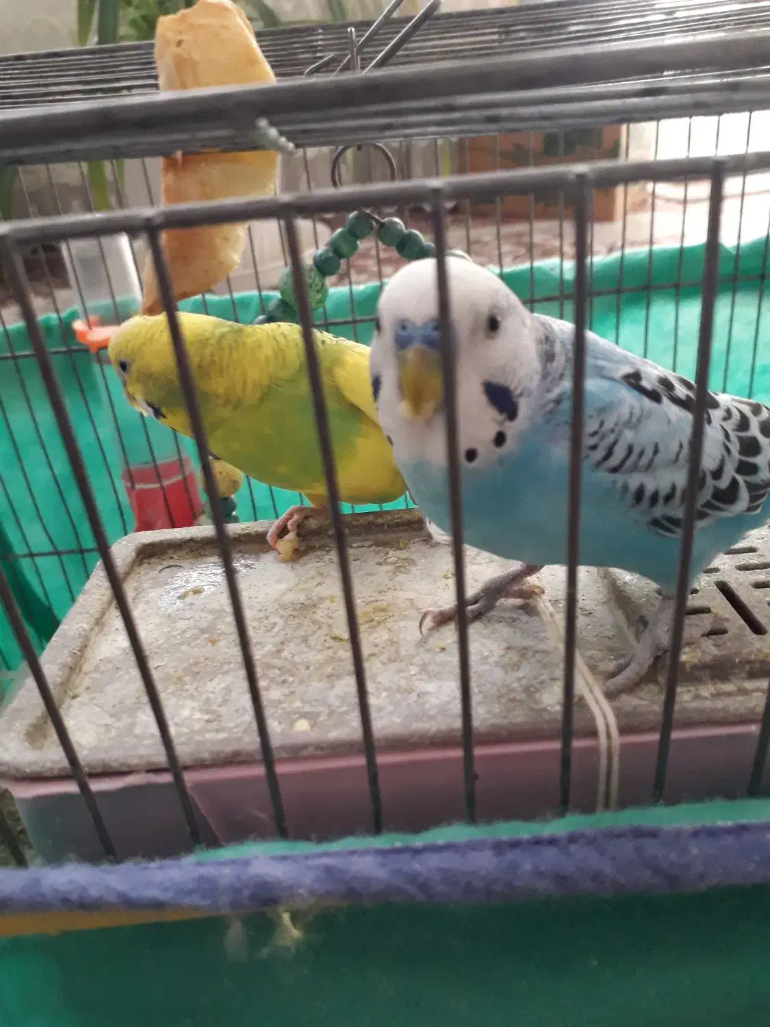 جفت‌مرغ‌عشق‌باتخم|پرنده|سنندج, |دیوار