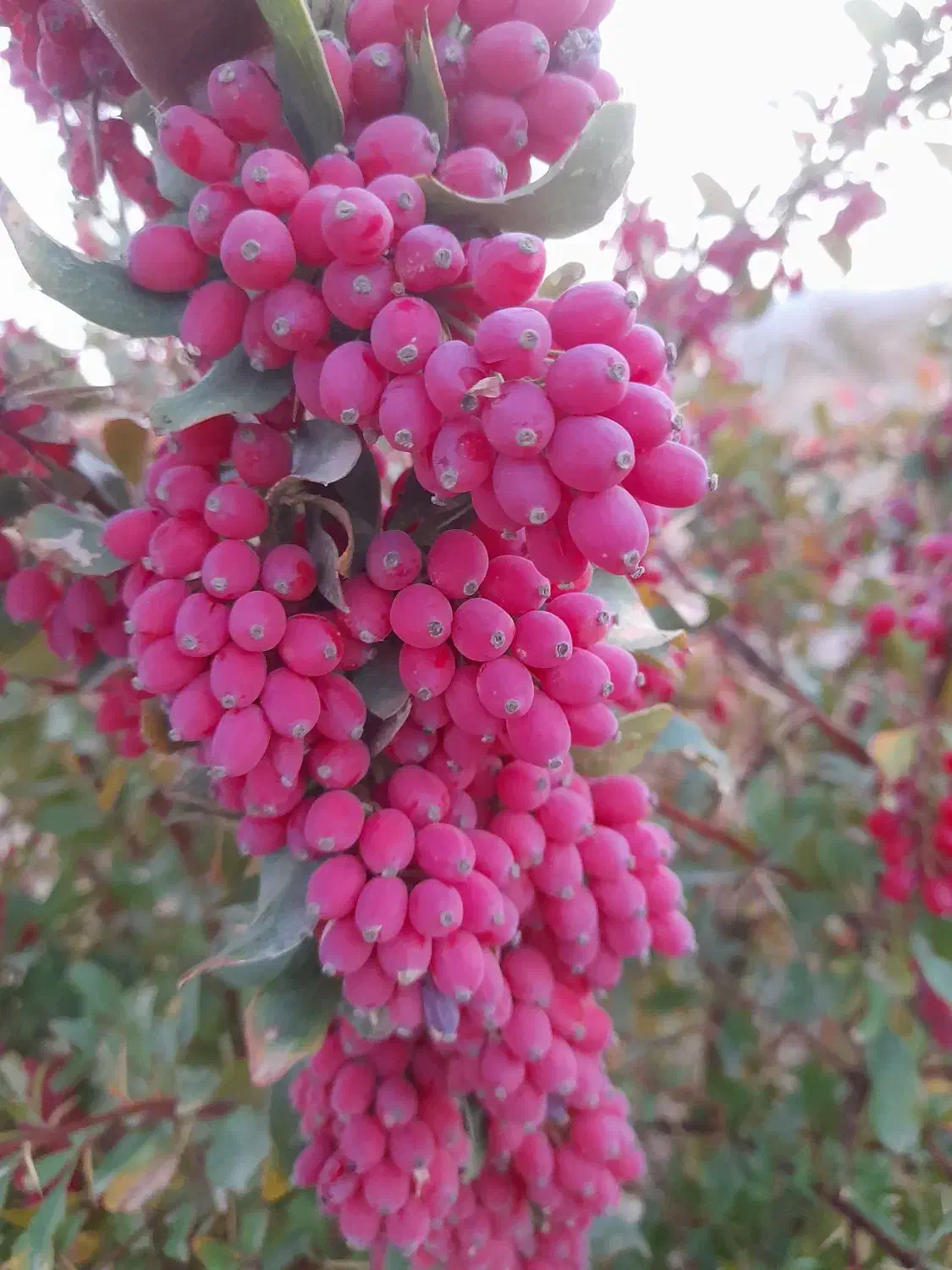 خریدزرشک|خدمات باغبانی و درختکاری|بیرجند, |دیوار