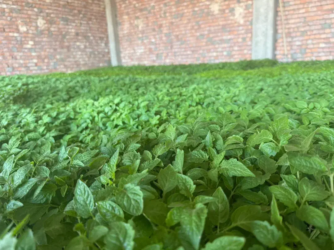 نشاء گوجه فرنگی|گل و گیاه طبیعی|رودبار (کرمان), |دیوار