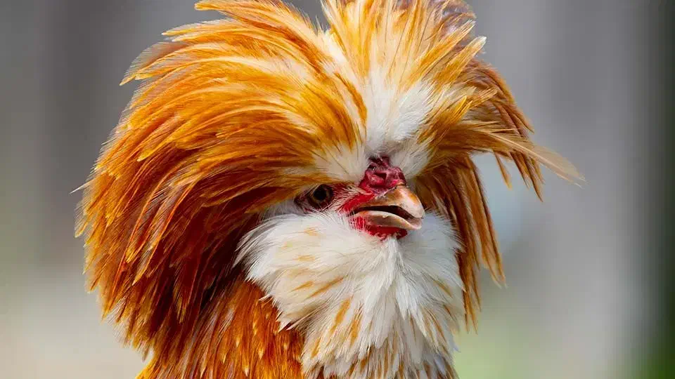 فروش مرغ و خروس ۷ ماهه پولند بوف|حیوانات مزرعه|بابل, |دیوار