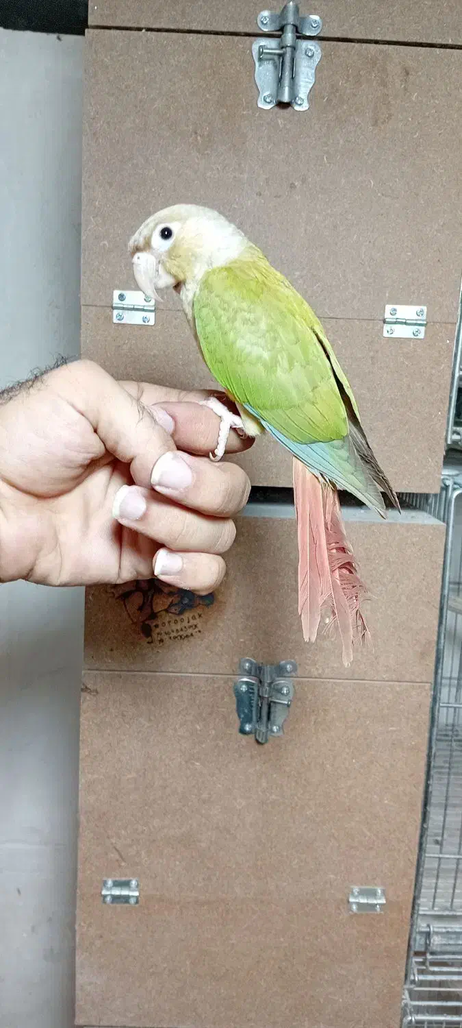 گرینچیک نر رام|پرنده|پاکدشت, پاکدشت (مامازند)|دیوار