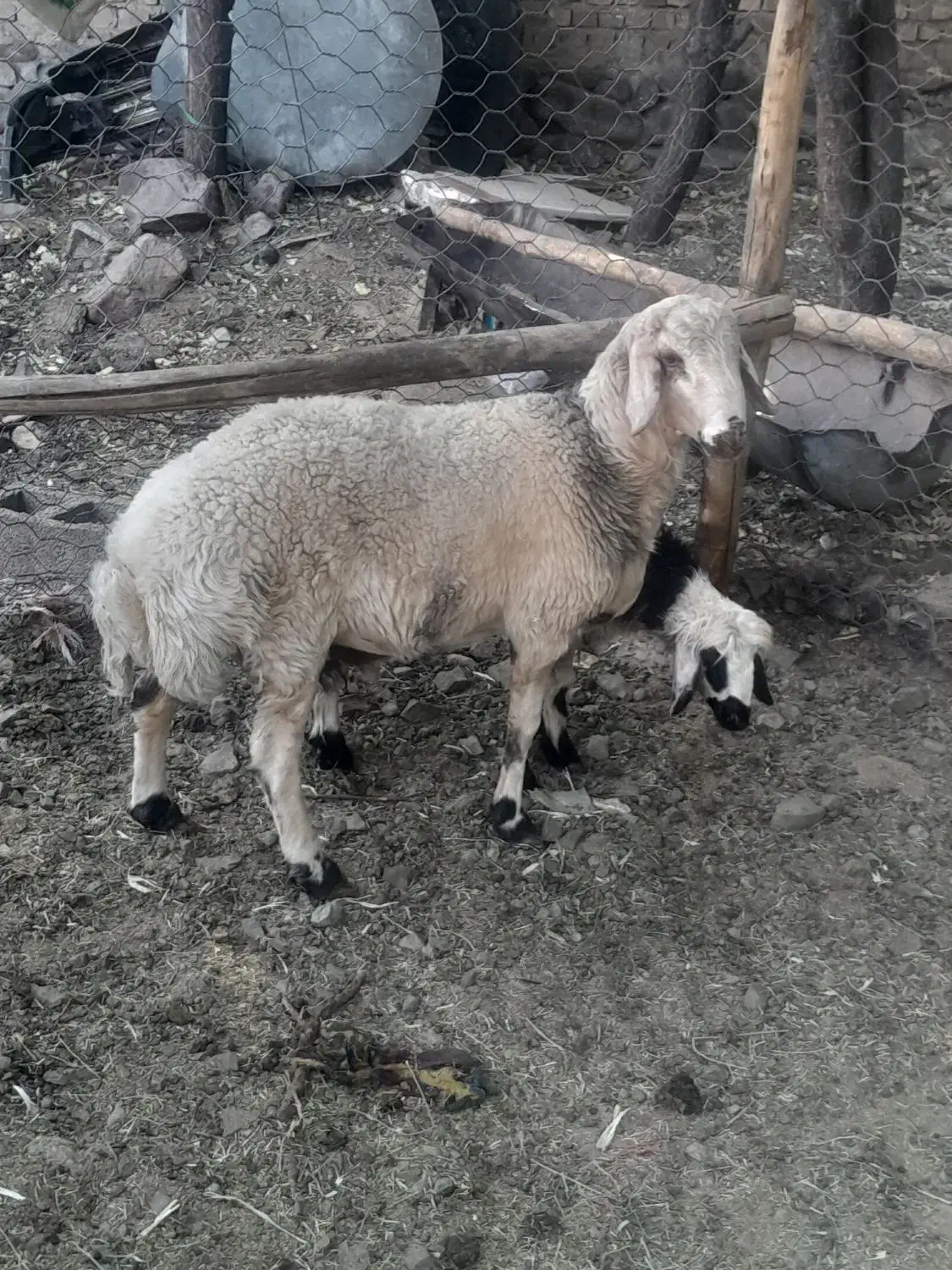 بره نر برا تخم بهترین نژاد و کشتن|حیوانات مزرعه|رابر, |دیوار