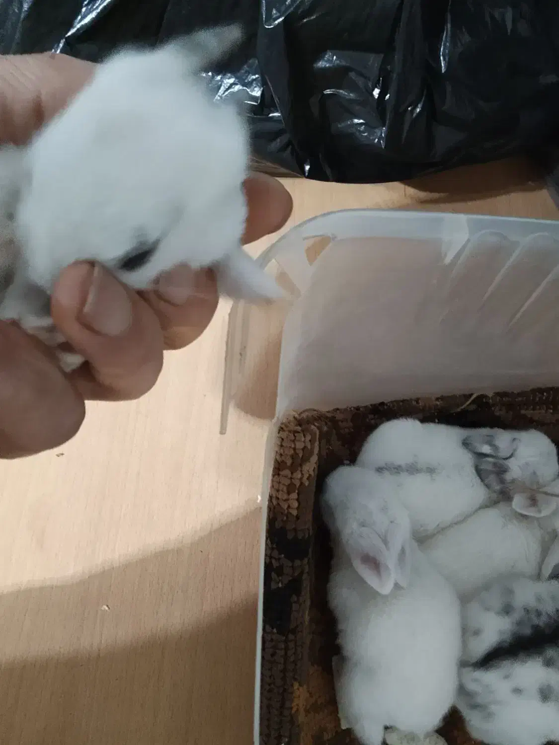 بچهخرگوشهنوزشیرمیخورن|موش و خرگوش|رشت, شهرک صبا|دیوار