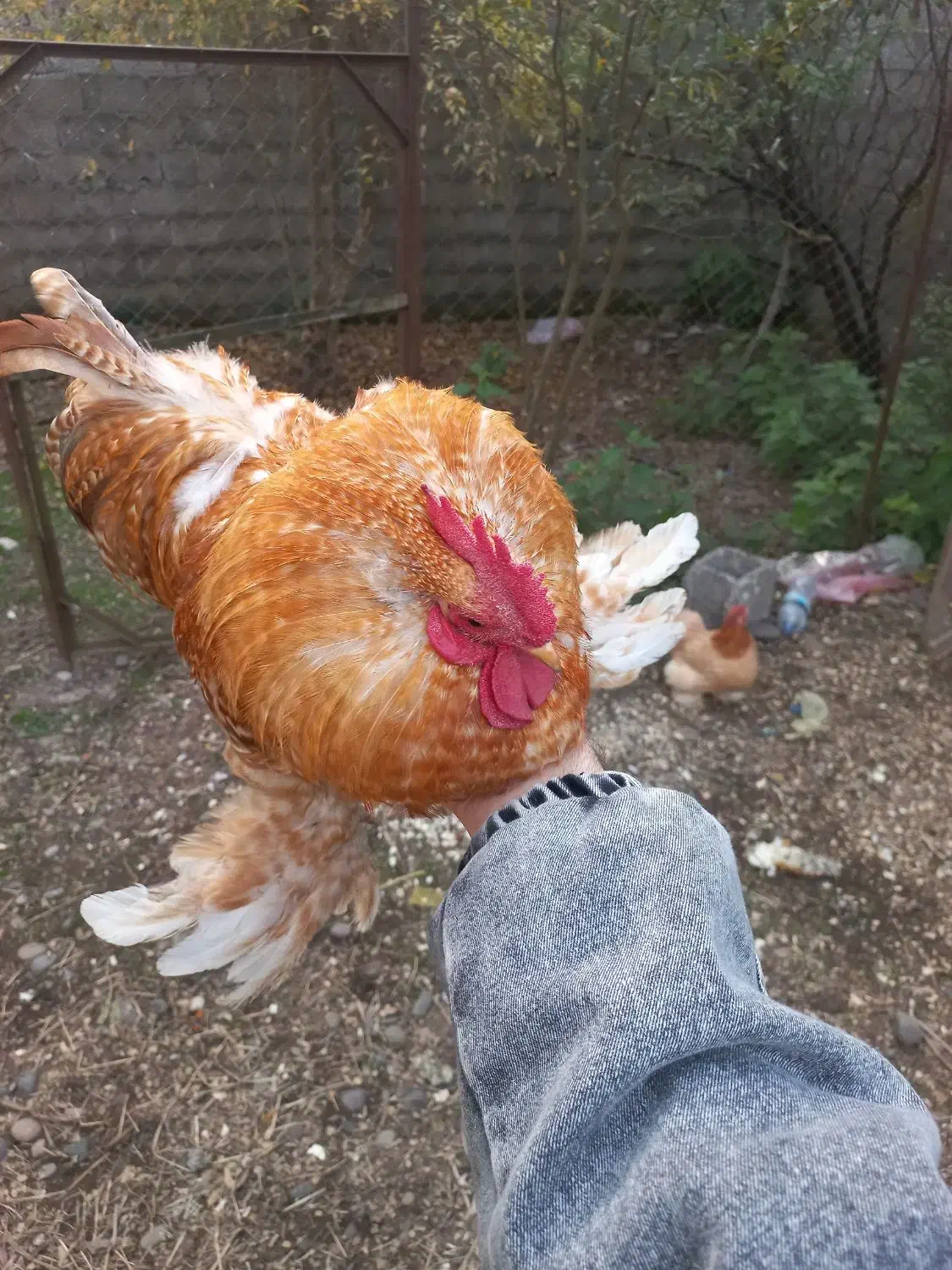 مرغ کوشین کُرچ|حیوانات مزرعه|رشت, تازه آباد|دیوار