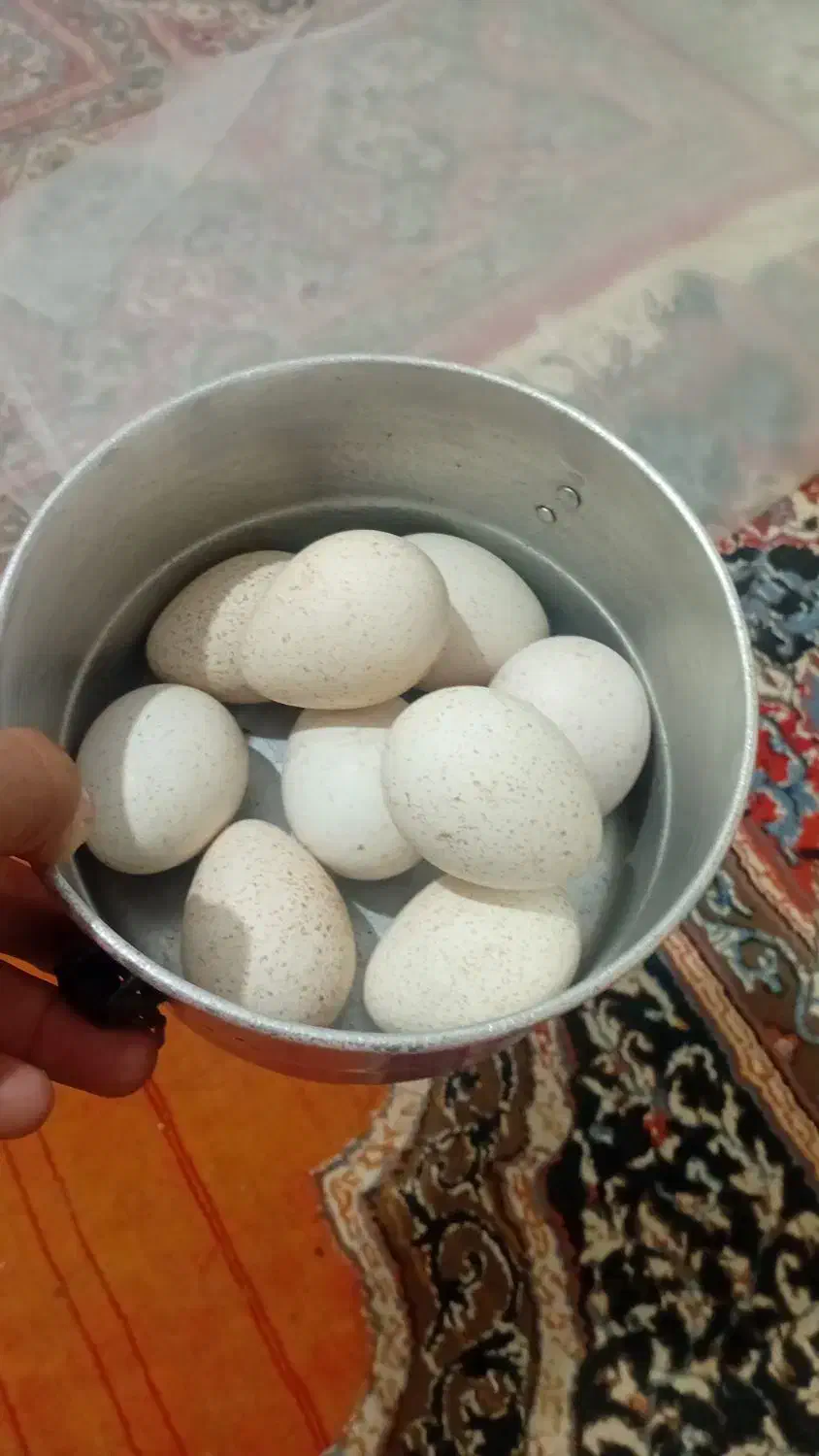 تخم مرغ بوقلمون|حیوانات مزرعه|اهواز, کوی نیرو|دیوار