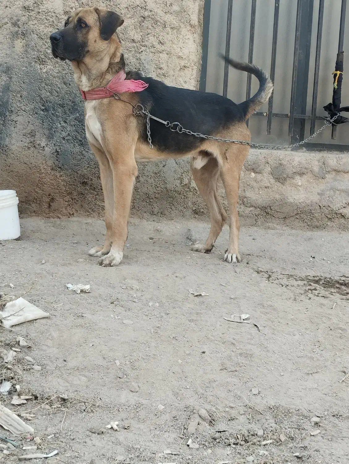 سگ سرابی عراقی پژدر|سگ|رباط‌کریم, رباط‌کریم|دیوار