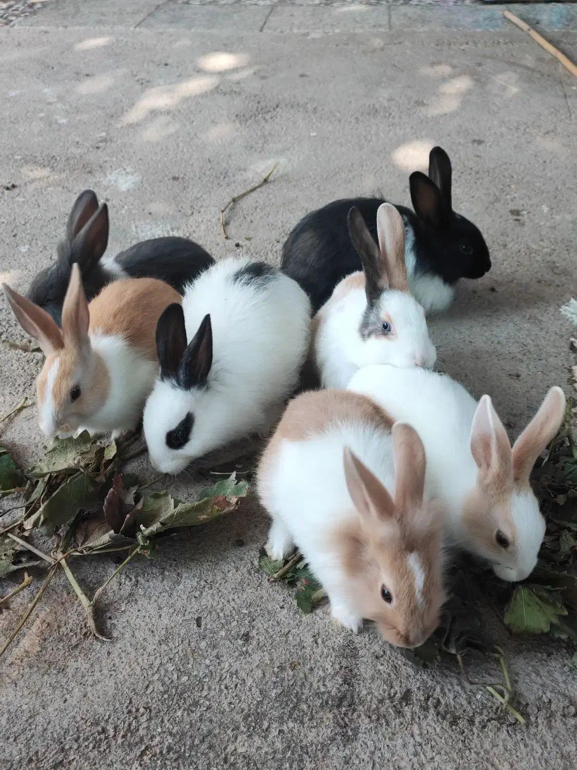 بچه خرگوش|موش و خرگوش|گنبد کاووس, |دیوار