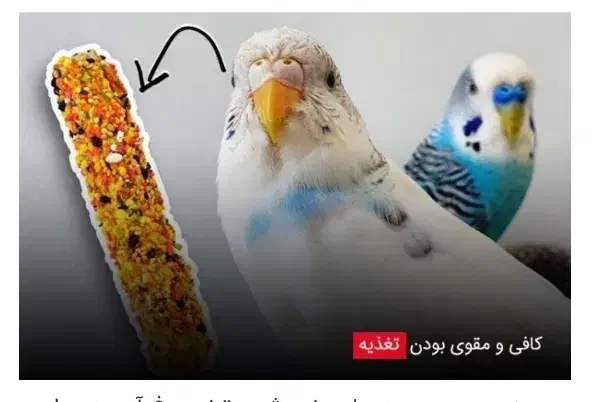 پیدا شدن یک طوطیسان|پرنده|جوادآباد, |دیوار