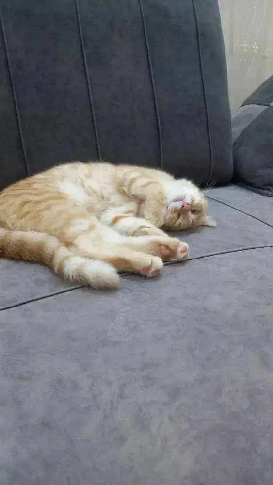 گربه|گربه|اردبیل, |دیوار