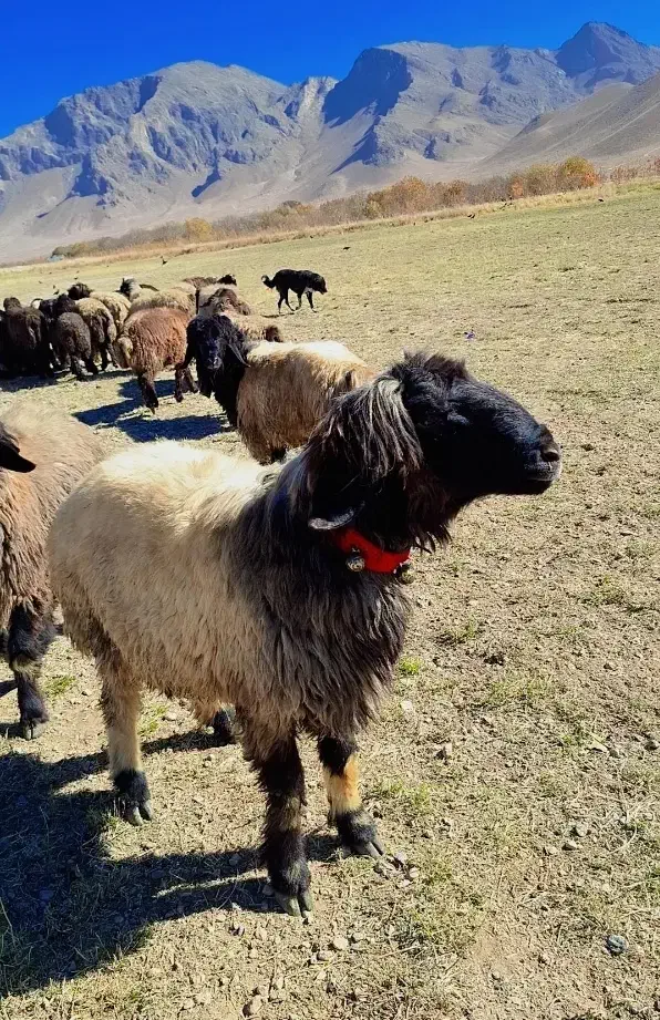 شیشک قوچ|حیوانات مزرعه|فرخ‌شهر, |دیوار