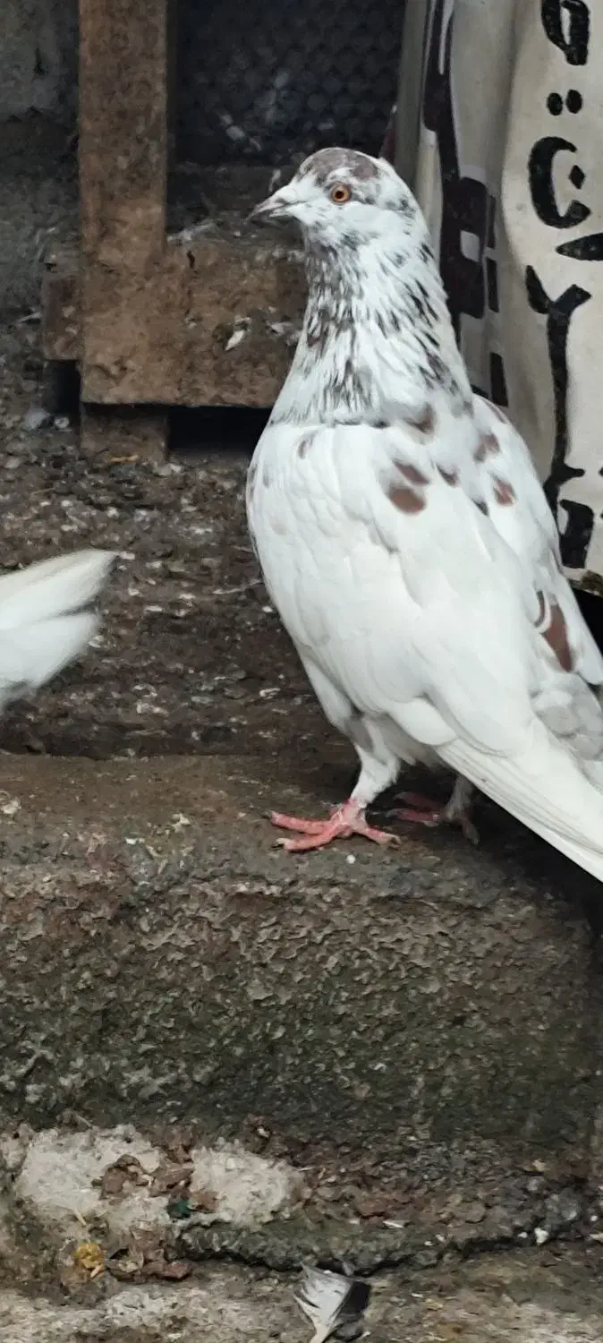 کبوتر نر پرشی عالی خال قرمز|پرنده|سرخرود, |دیوار