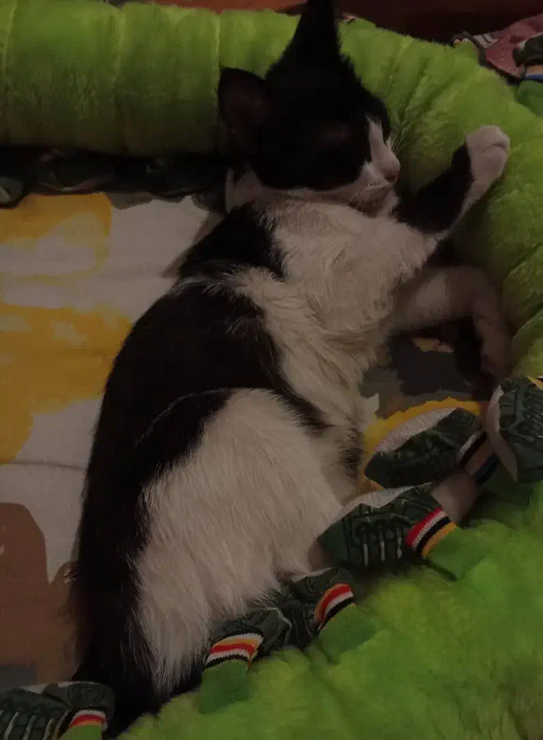 واگزاری|گربه|ارومیه, |دیوار