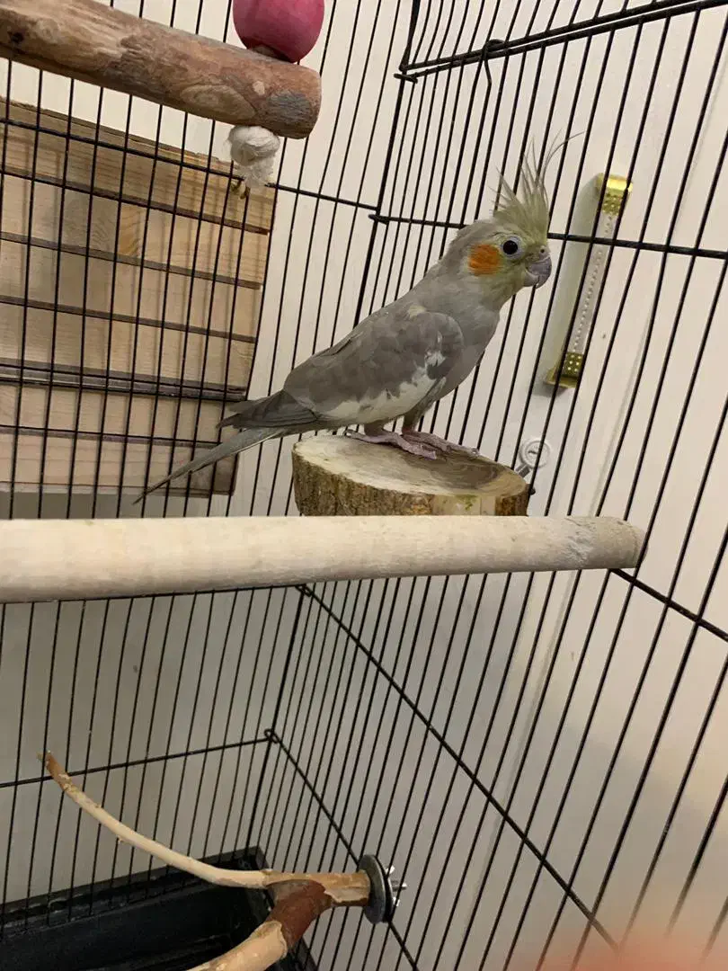 دو عدد عروس هلندی با قفس|پرنده|تهران, توحید|دیوار