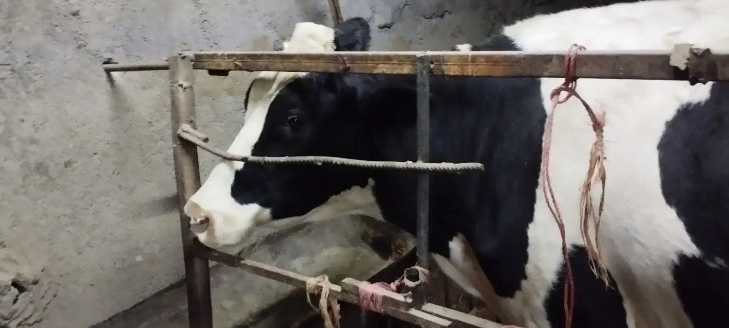 گاو شیری|حیوانات مزرعه|مشهد, شمس آباد|دیوار