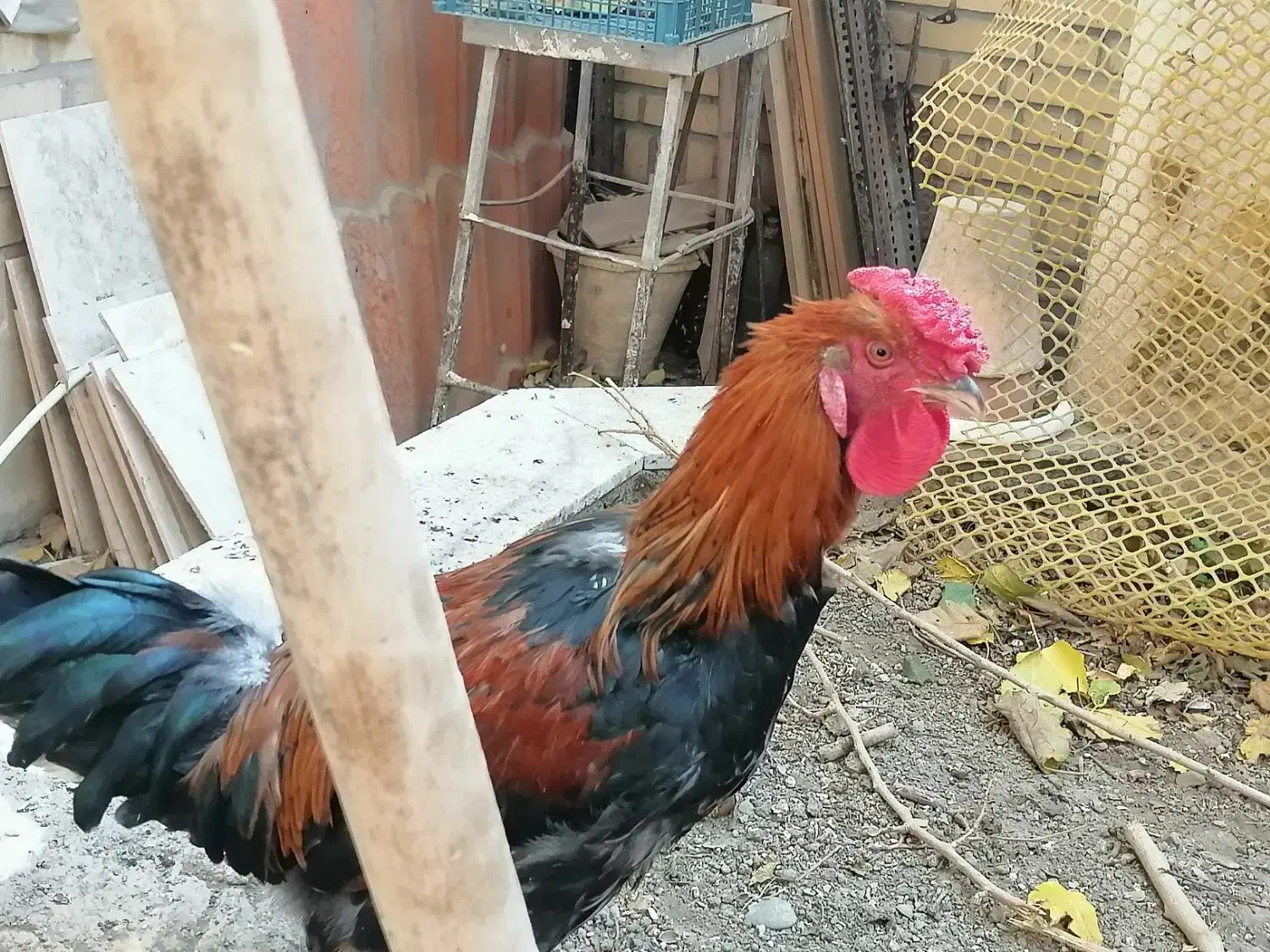 خروس چهل تاج|حیوانات مزرعه|مشهد, بلال|دیوار