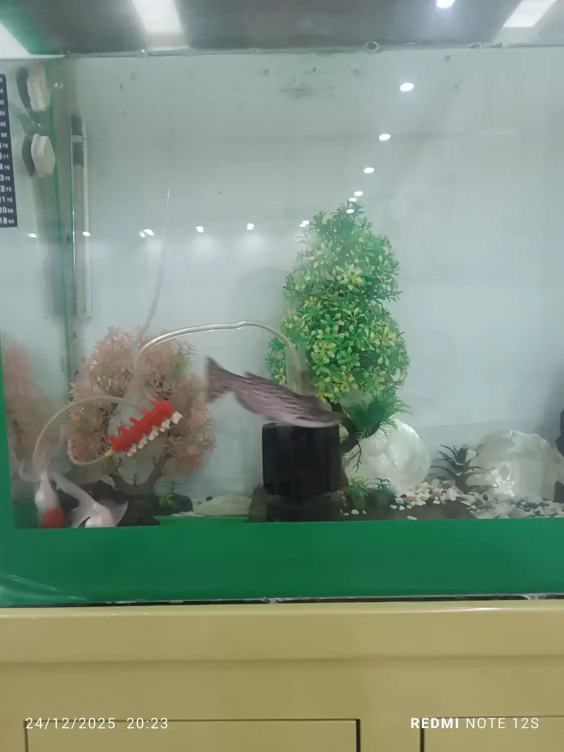 کت چوبی|ماهی|بیرجند, |دیوار