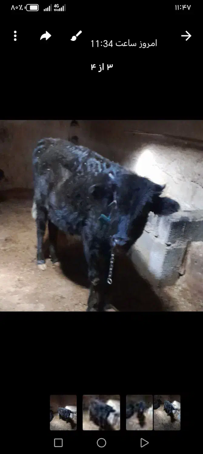 گاو|حیوانات مزرعه|صوفیان, |دیوار