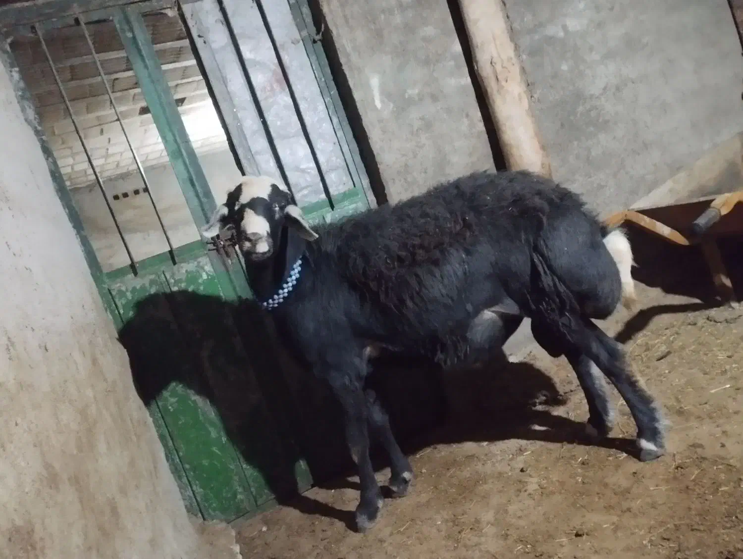 قوچ قرع چال|حیوانات مزرعه|هشترود, |دیوار