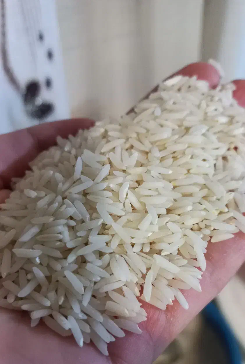 برنج هاشمی اصل دانه بلند تازه درجه یک|خوردنی و آشامیدنی|کوچصفهان, |دیوار