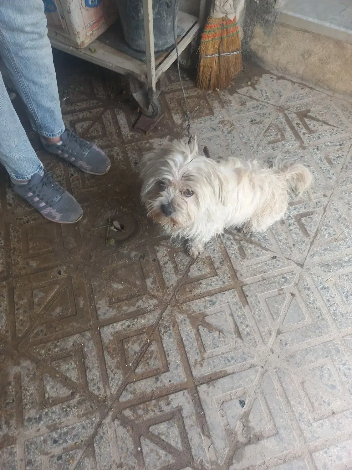 سگ سفید دزدیده شده|سگ|گلپایگان, |دیوار