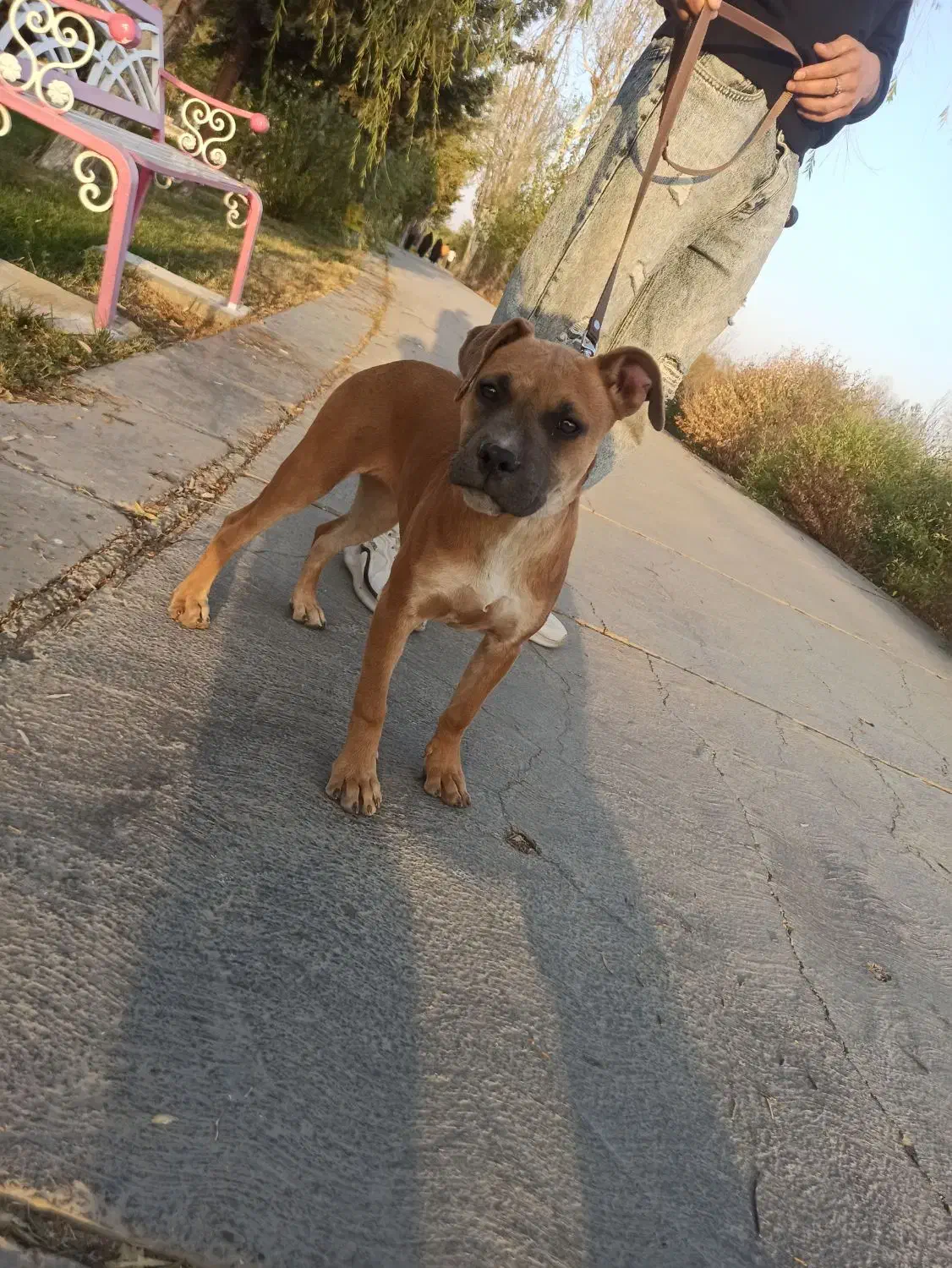 توله پیتبول با اصالت|سگ|اصفهان, کوی ولی عصر|دیوار