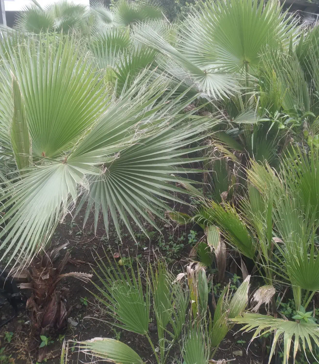 پالم شمشادباباادم|گل و گیاه طبیعی|املش, |دیوار