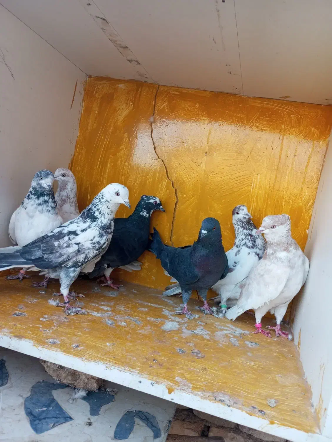 کبوتر پرشی شکار|پرنده|یزد, |دیوار