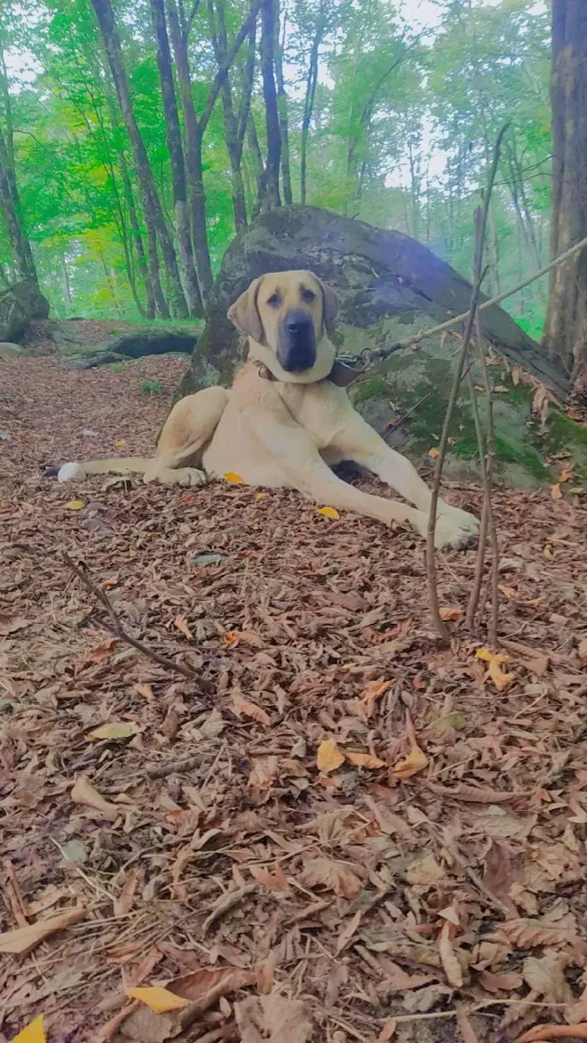 سگ کانگال وارداتی|سگ|کردکوی, |دیوار