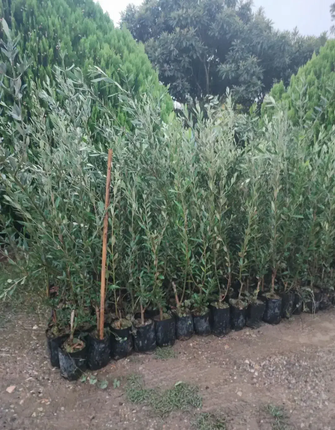 نهال با کیفیت و اصلاح شده|خدمات باغبانی و درختکاری|دهگلان, |دیوار