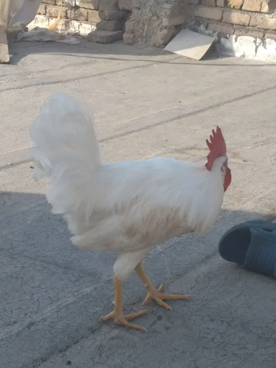 خروس سفید خوشگل|پرنده|الوند, |دیوار