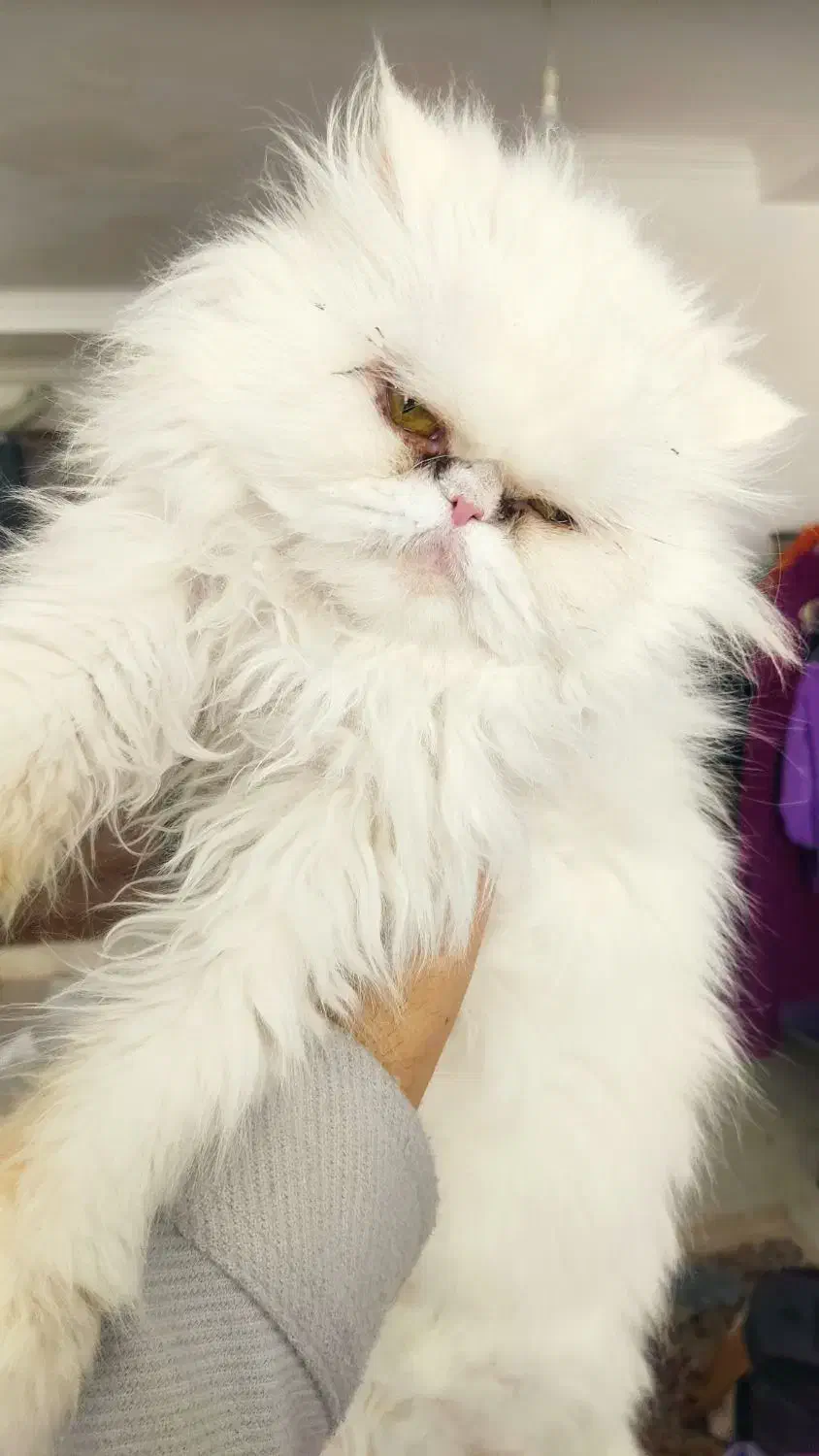 گربه پرشین|گربه|رفسنجان, |دیوار