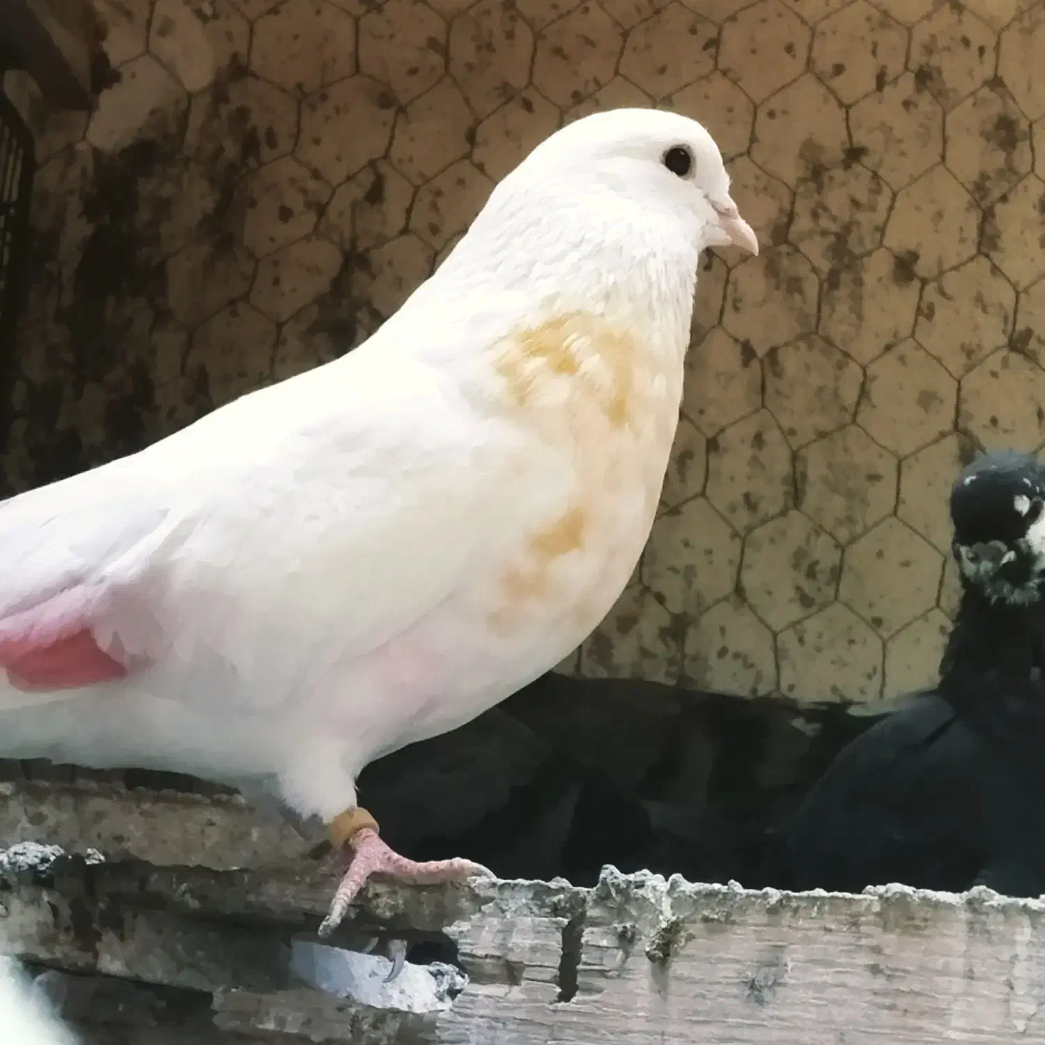 کبوتر گم شده|پرنده|رامیان, |دیوار