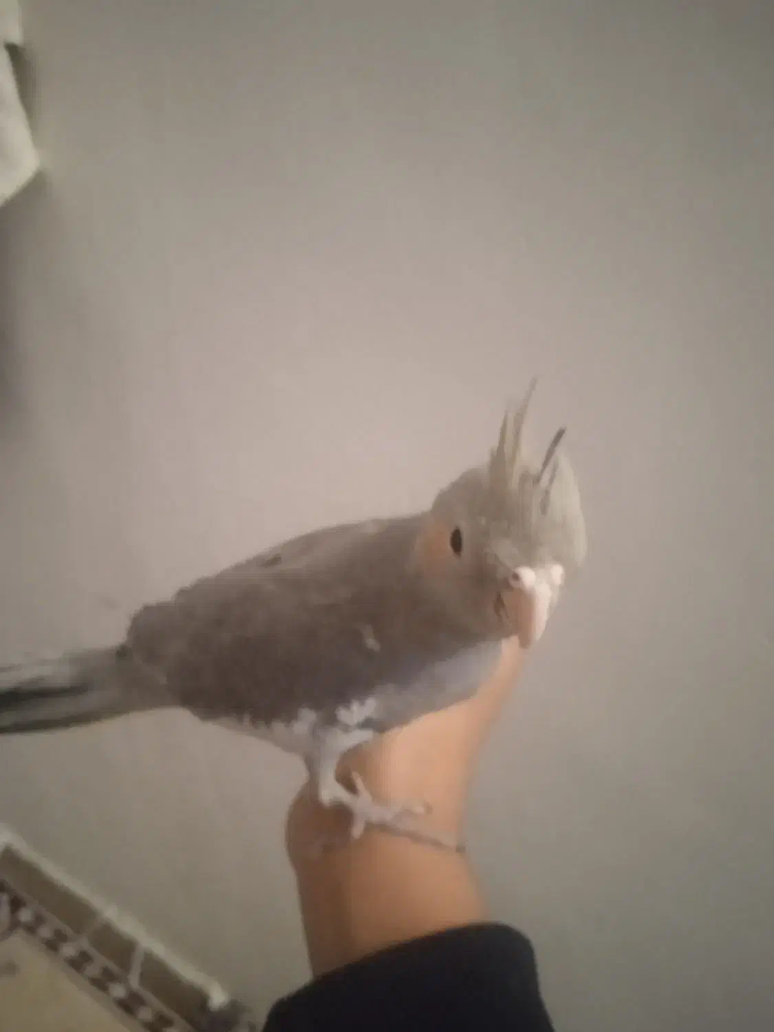 جوجه عروس هلندی 800|پرنده|کرمانشاه, |دیوار