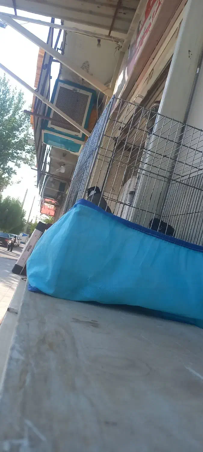 قفس ۴۲ و ۵۲|لوازم جانبی حیوانات|فسا, |دیوار