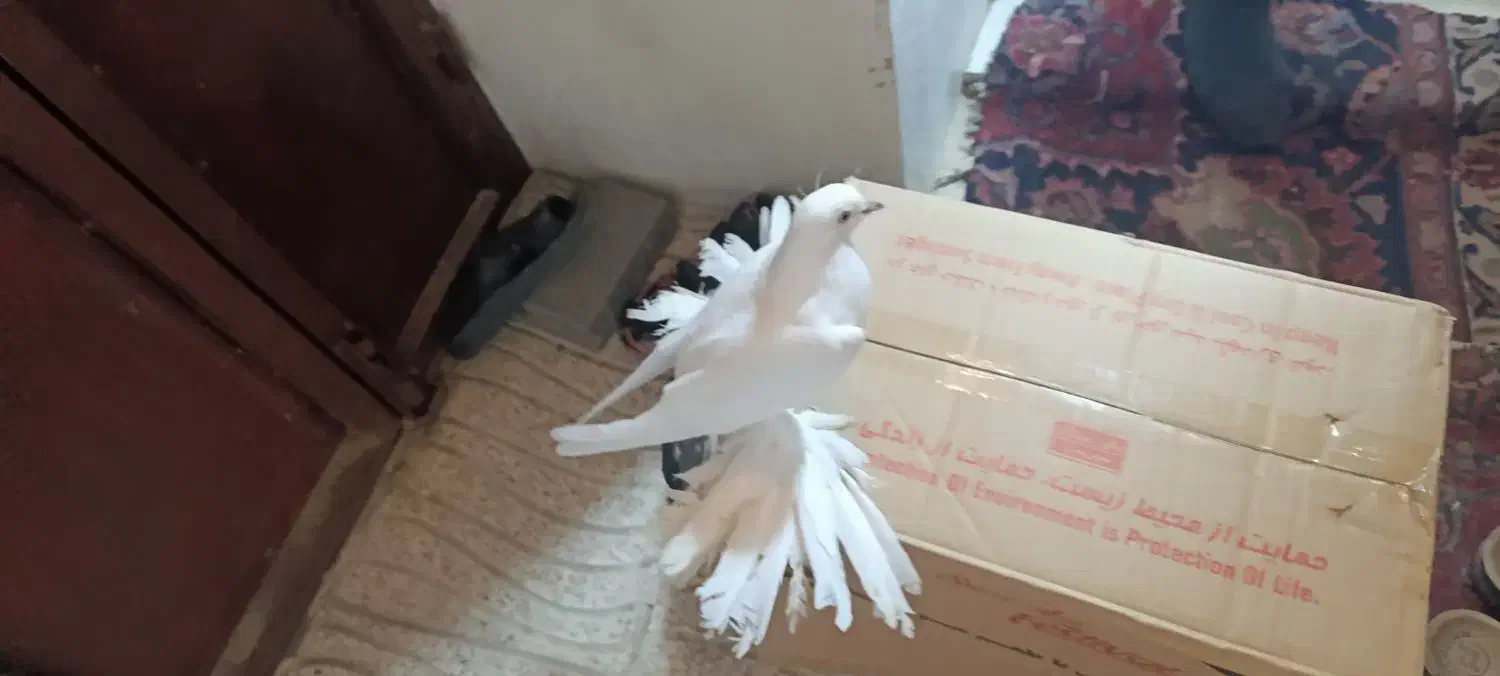 کبوتر تزئینی|پرنده|گوگان, |دیوار