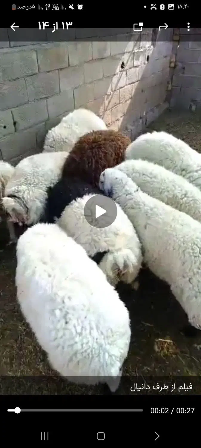 بره چاق|حیوانات مزرعه|یزد, |دیوار