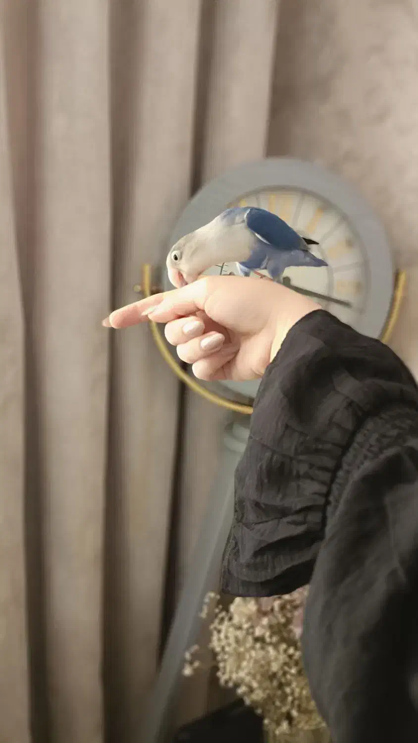 طوطی برزیلی|پرنده|محمدشهر, محمدشهر|دیوار