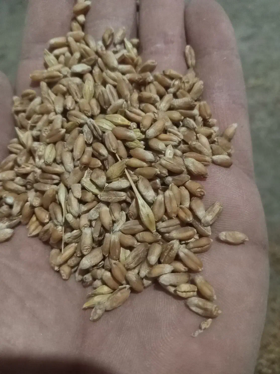 گندم بذری کلاته|عمده‌فروشی|مینودشت, |دیوار