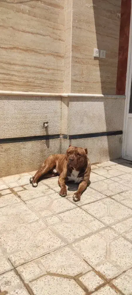 سگ پیتبول|سگ|یزد, |دیوار