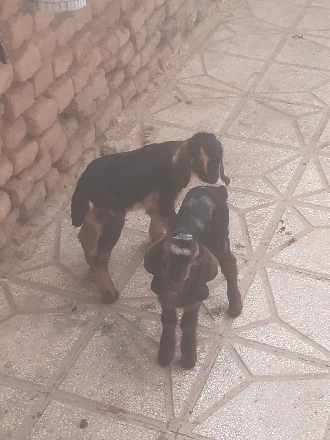 بزغاله شیری دوعدد یکی نر یکی ماده سالم سرحال|حیوانات مزرعه|سبزوار, اسلام آباد|دیوار