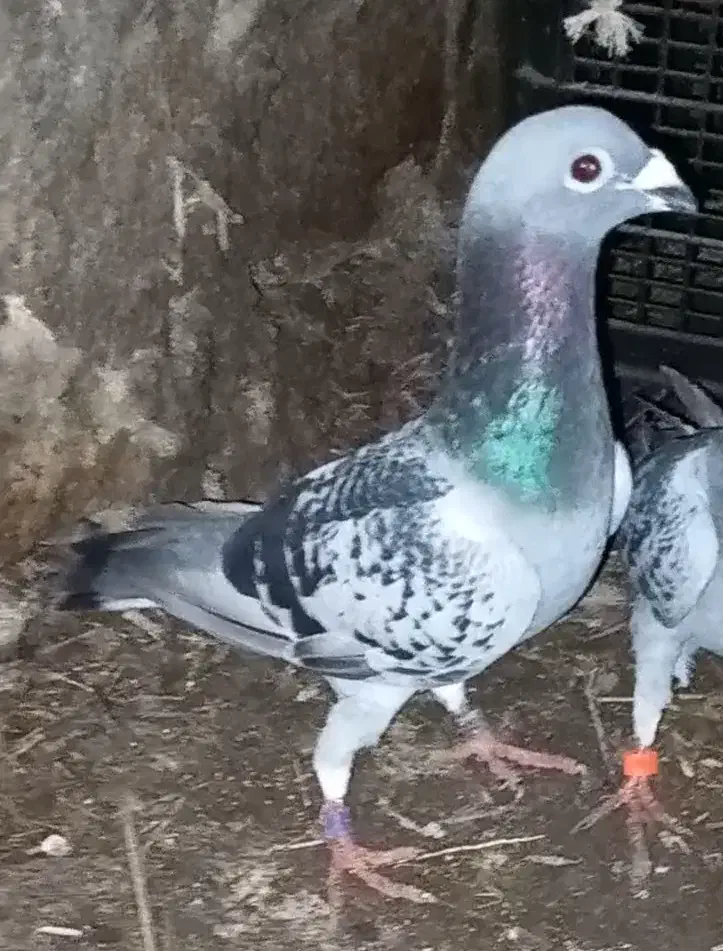 کبوتر شازده خوشرنگ سرور آلرام|پرنده|اهر, |دیوار