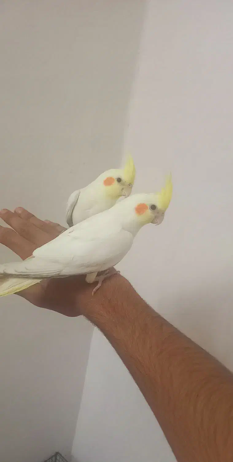 عروس هلندی|پرنده|بیرجند, |دیوار