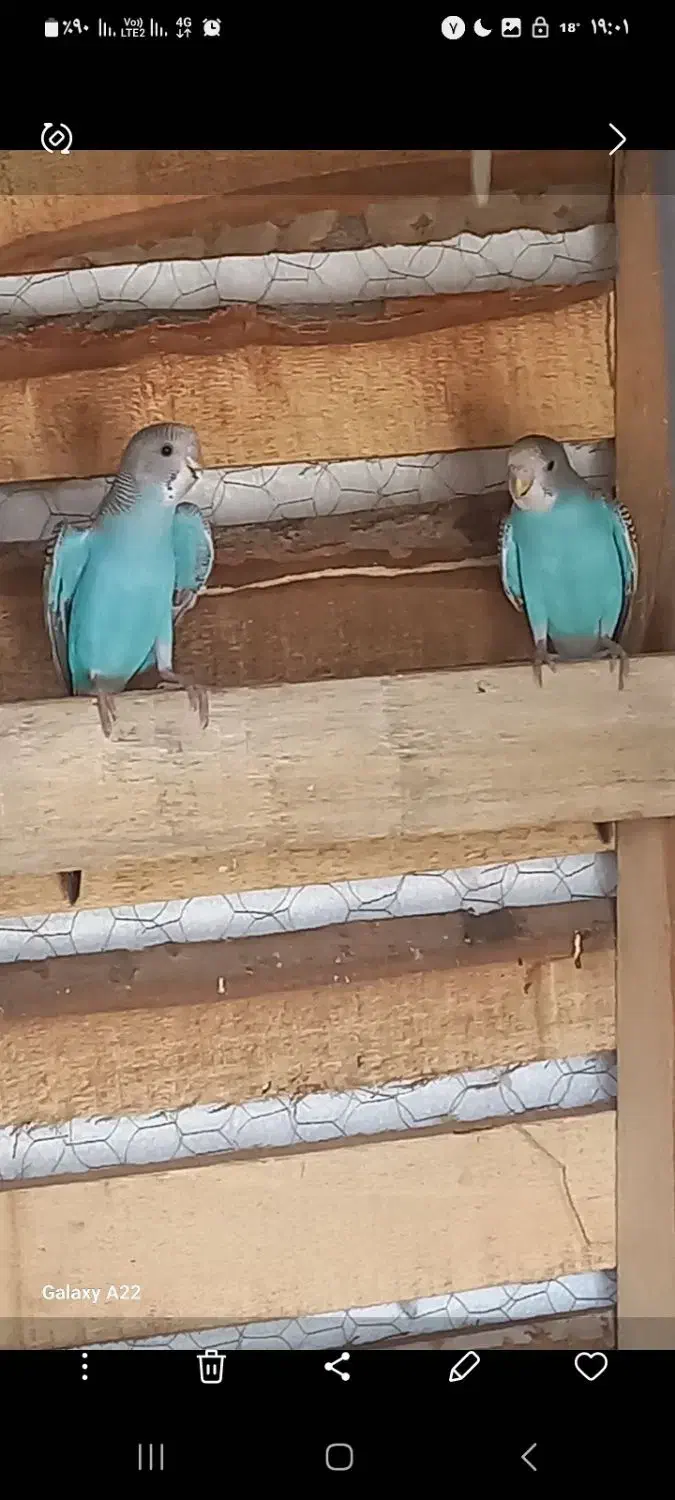 فروش مرغ عشق|پرنده|آسمینون, |دیوار