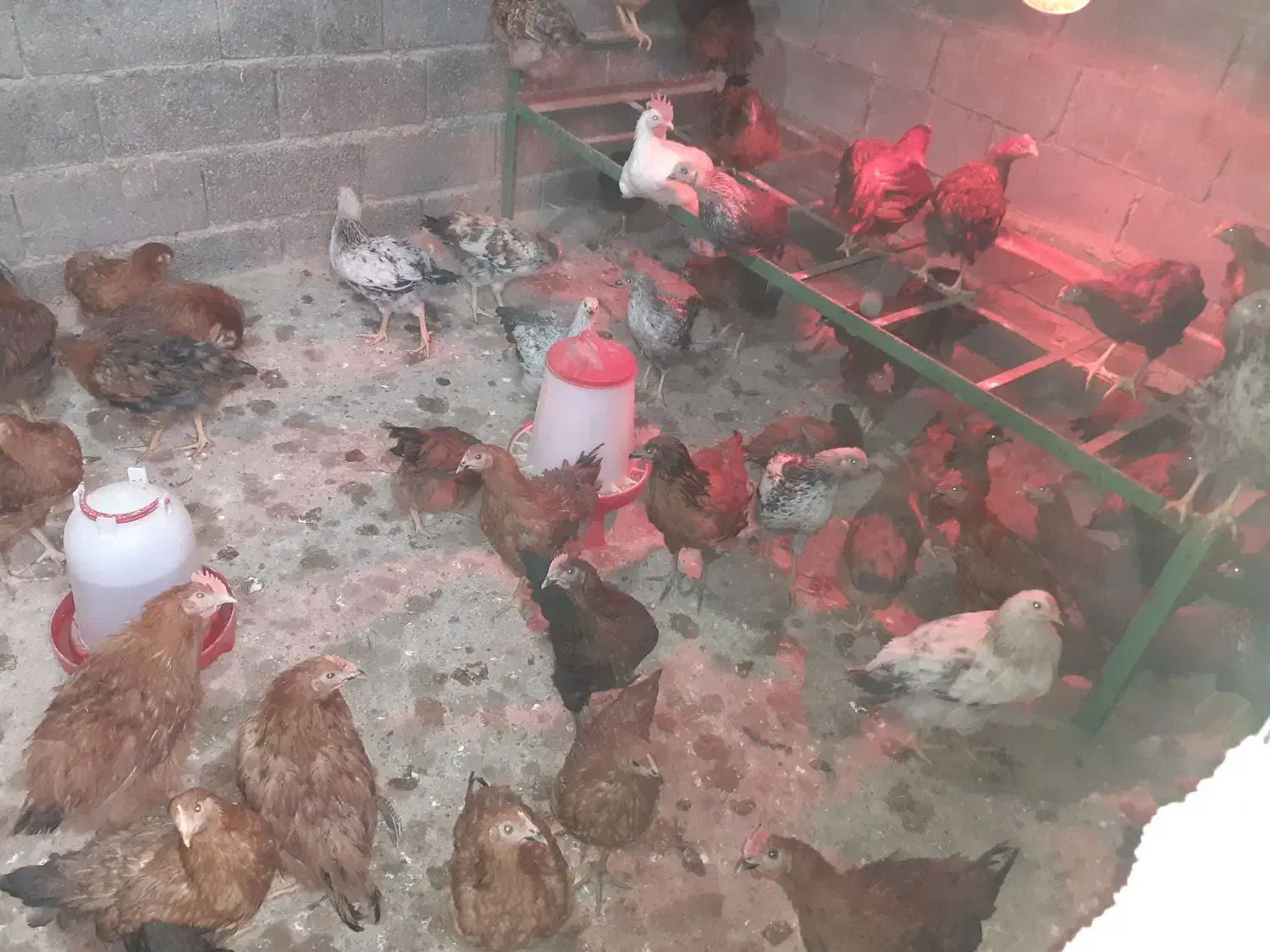 جوجه محلی|حیوانات مزرعه|بهبهان, |دیوار