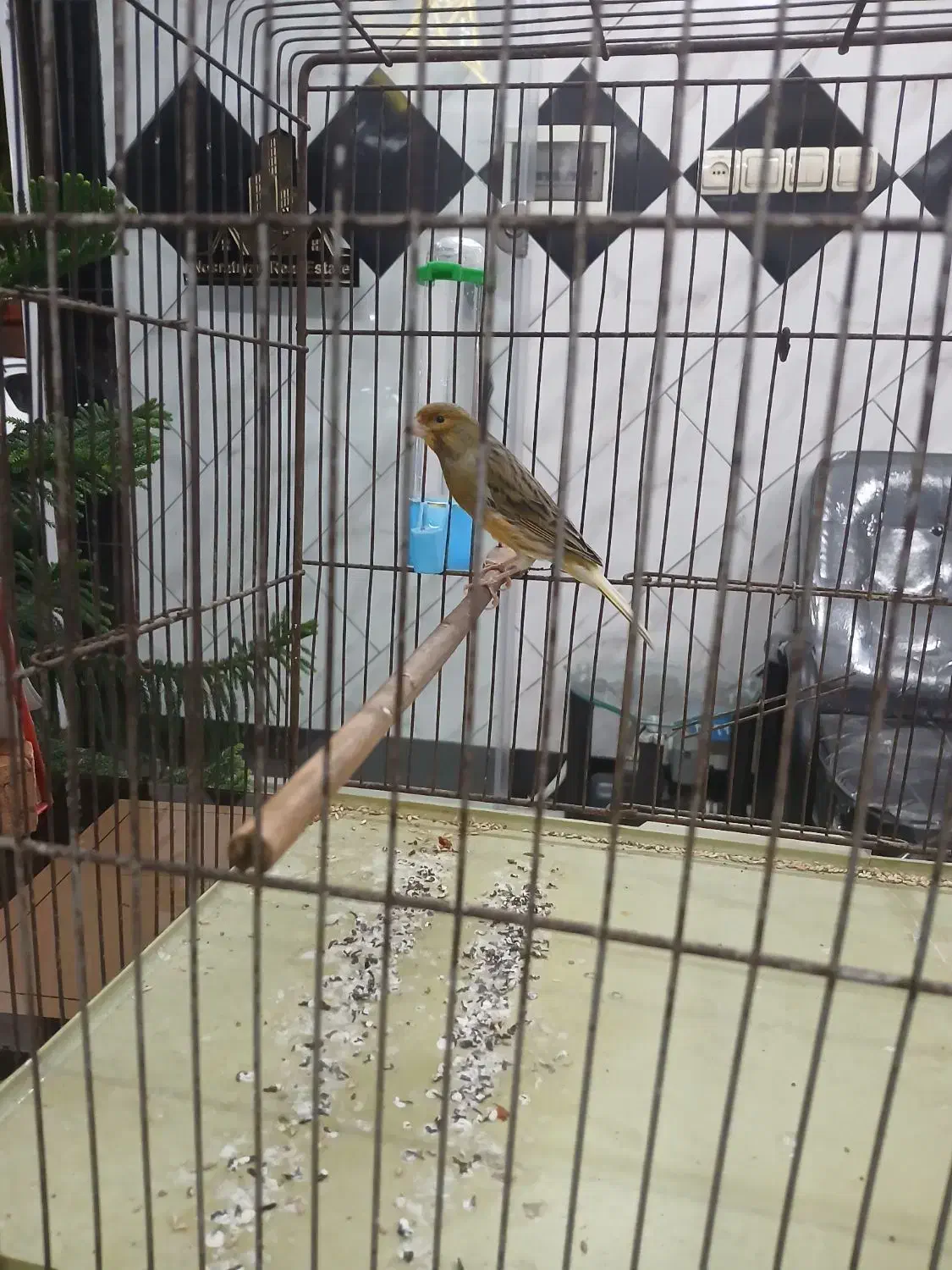 قناری نر بخون|پرنده|لاهیجان, کوی آزادگان|دیوار