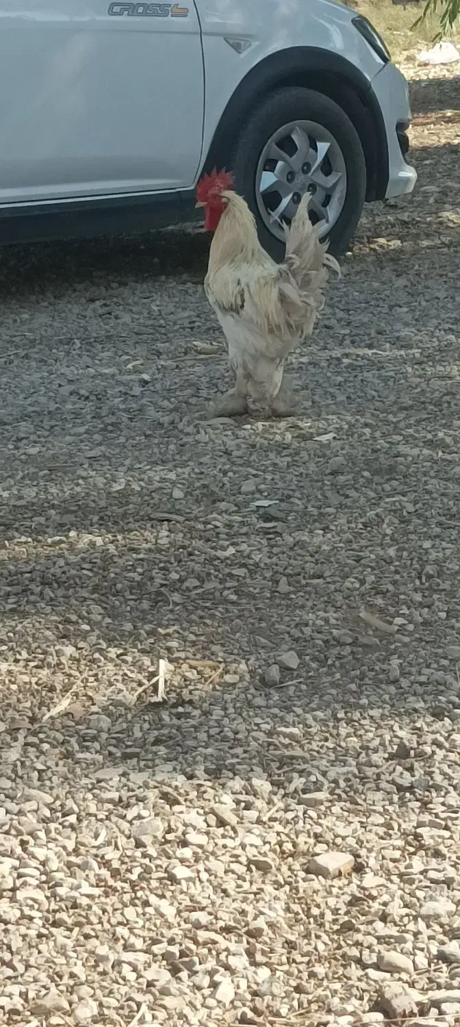 خروس دیلگونی تمیزسالم|حیوانات مزرعه|دهدشت, |دیوار