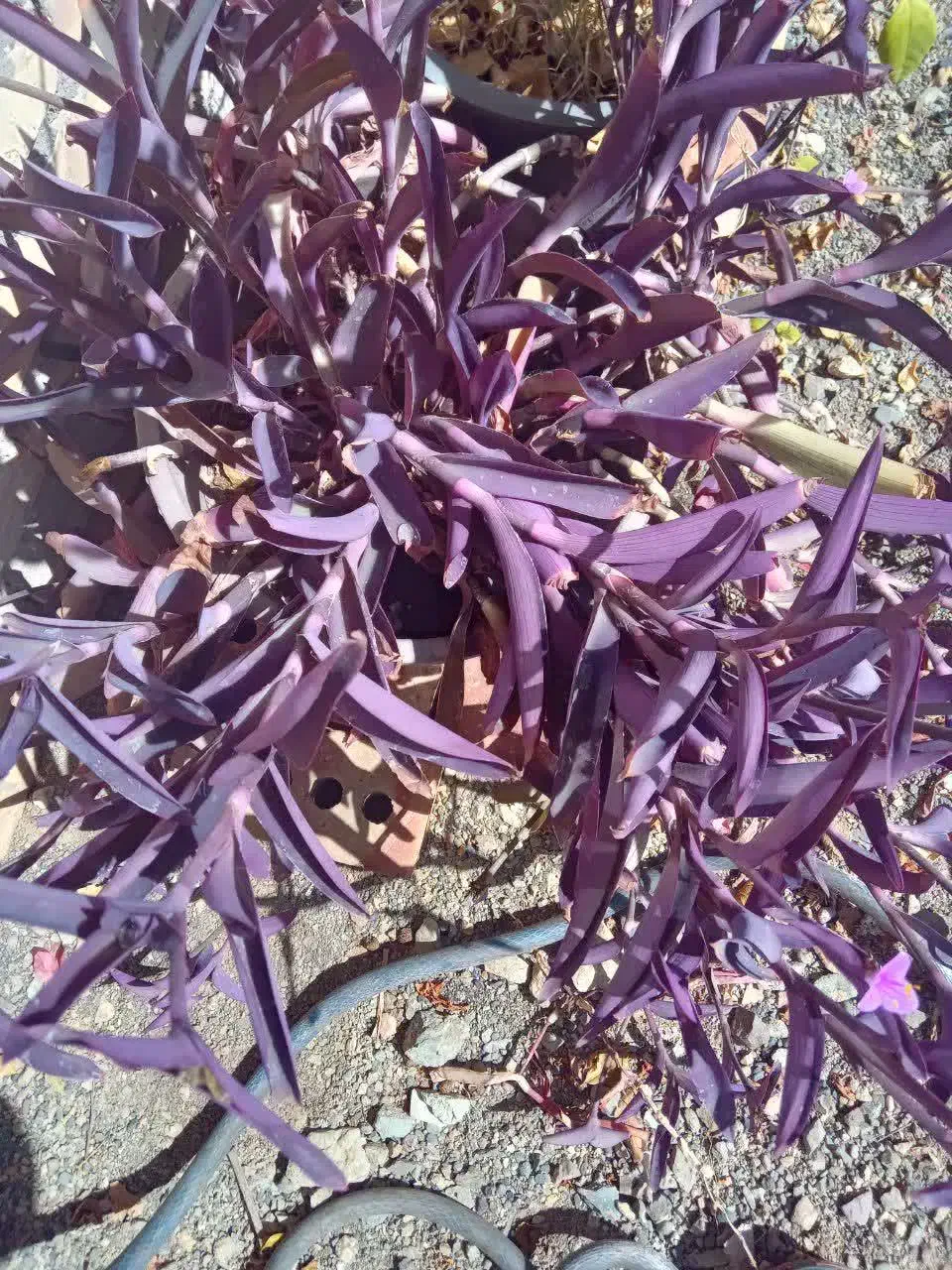 گل های  خانگی شاداب ، قیمت مناسب|گل و گیاه طبیعی|خوی, |دیوار